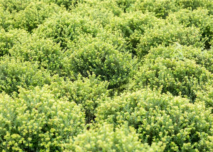 Ilex crenata 'Glorie Dwarf'