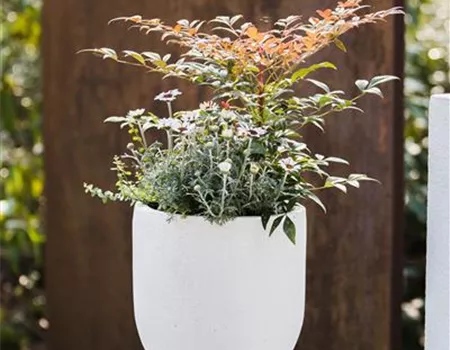 Nandina domestica 'Obsessed'