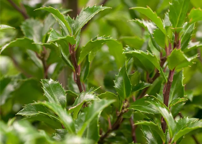 Ilex meserveae 'Heckenfee' -S-