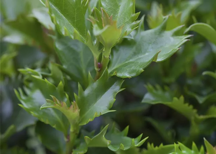 Ilex meserveae 'Little Rascal'