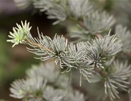 Cedrus atlantica 'Glauca' Cedrus atlantica 'Glauca'