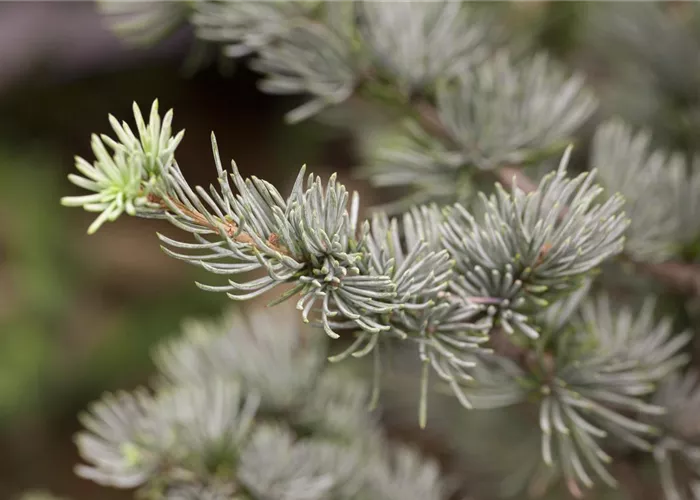 Cedrus atlantica 'Glauca' Cedrus atlantica 'Glauca'