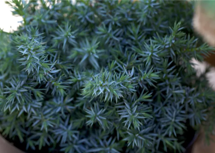 Juniperus chin.'Blue Alps' Juniperus chin.'Blue Alps'