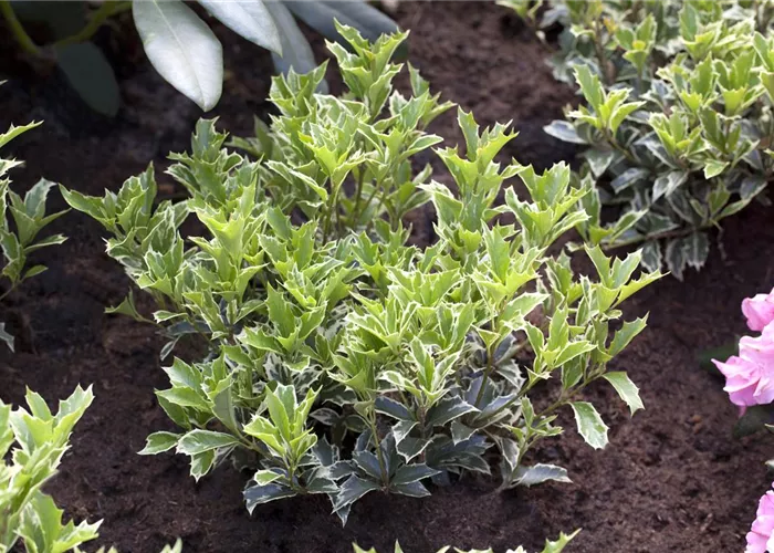 Osmanthus heterophyllus 'Variegatus'