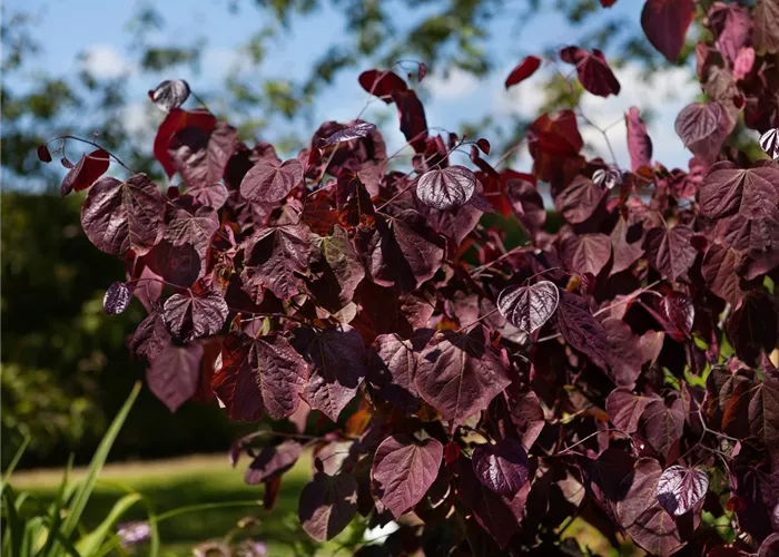 Cercis canadensis 'Forest Pansy'