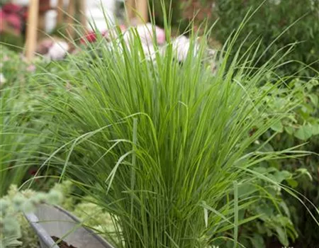 Panicum virgatum 'Northwind' Panicum virgatum 'Northwind'