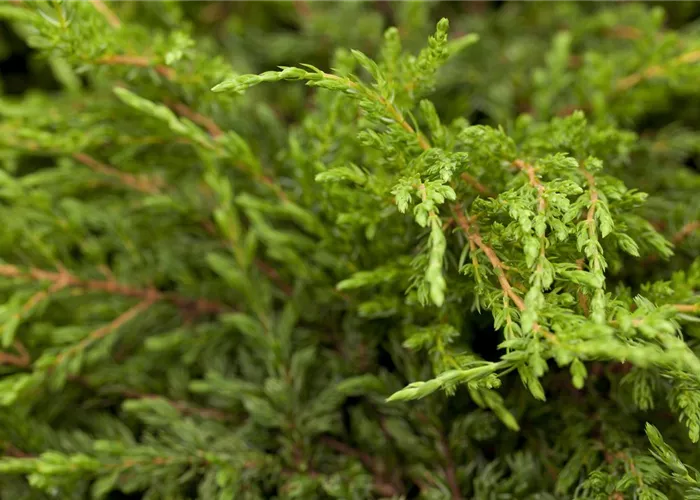Juniperus com.'Repanda' Juniperus com.'Repanda'