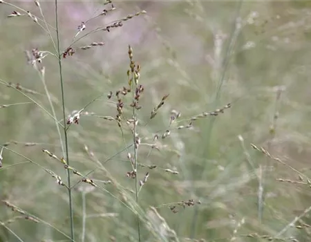 Panicum virgatum 'Prairie Sky' Panicum virgatum 'Prairie Sky'