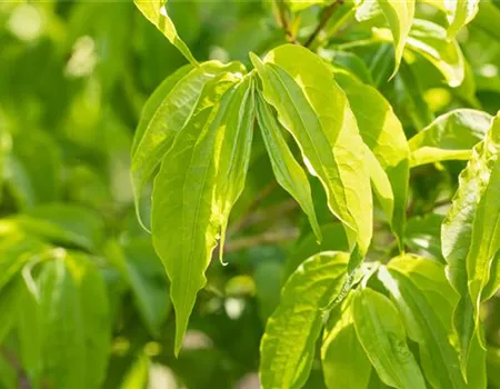 Heptacodium miconioides Heptacodium miconioides