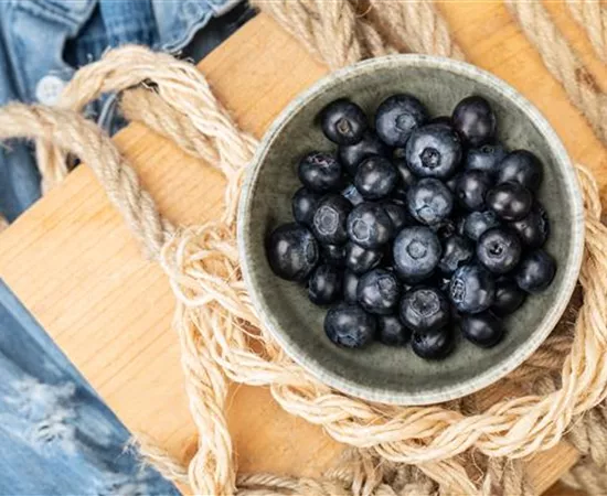 Heidelbeeren als leckerer Snack für Naschkatzen Heidelbeeren als leckerer Snack für Naschkatzen