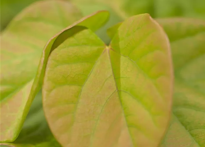 Cercis chinensis 'Avondale'