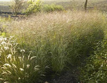 Panicum virgatum 'Shenandoah' Panicum virgatum 'Shenandoah'