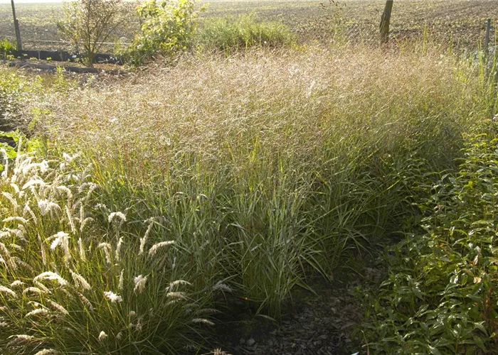 Panicum virgatum 'Shenandoah' Panicum virgatum 'Shenandoah'