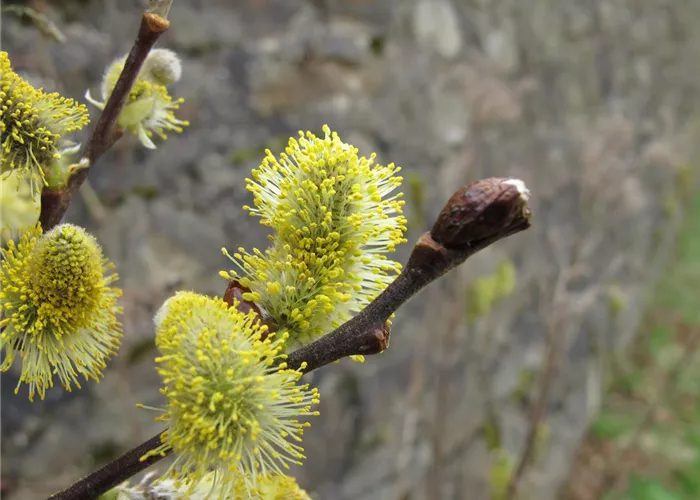 Salix aurita Salix aurita