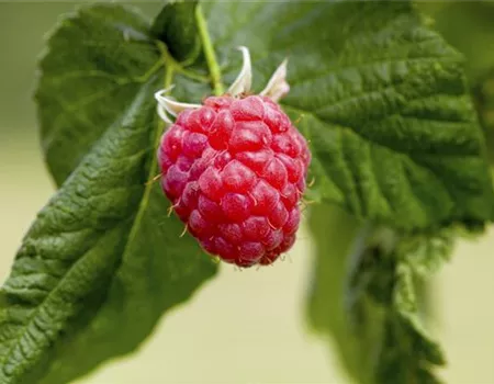 Rubus id. 'Solu rot' -S-