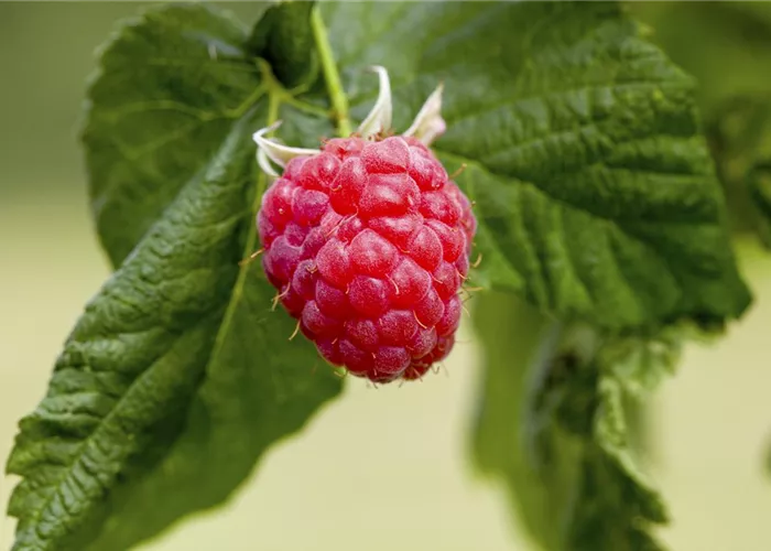 Rubus id.'Sanibelle' -R-