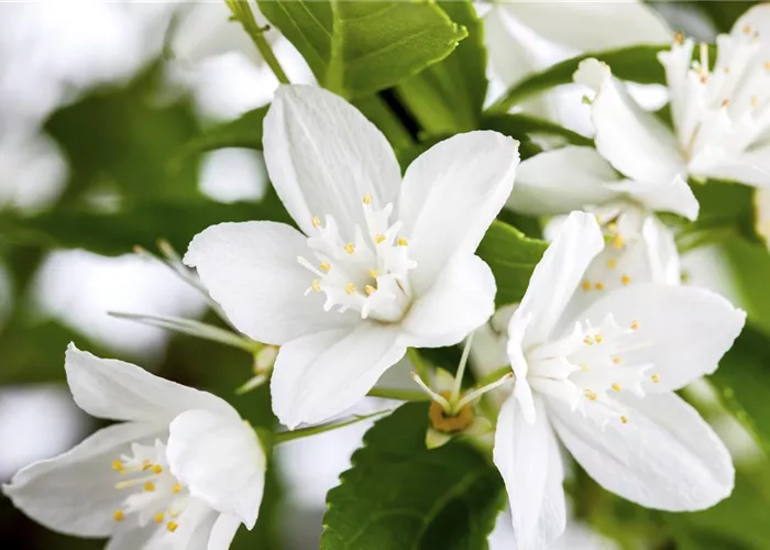 Deutzia gracilis Deutzia gracilis