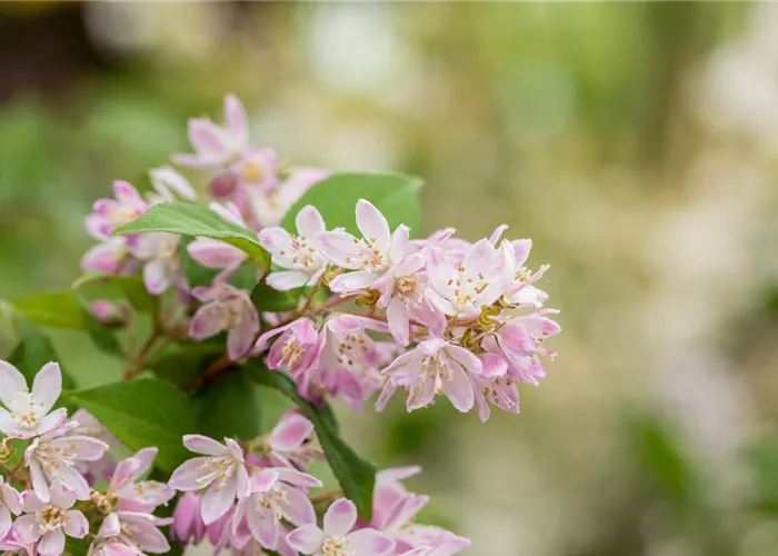 Deutzia scabra 'Codsall Pink' Deutzia scabra 'Codsall Pink'