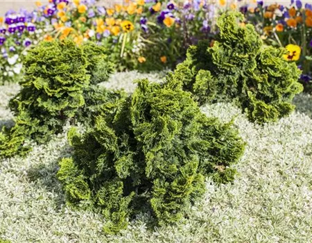 Chamaecyparis obtusa 'Nana Gracilis' Chamaecyparis obtusa 'Nana Gracilis'