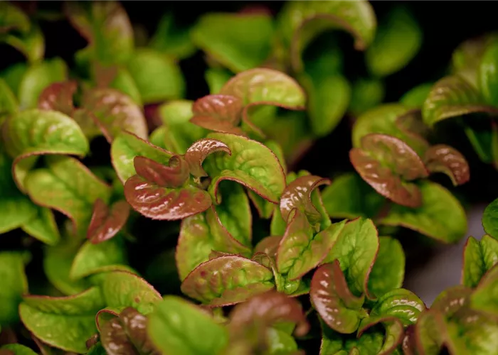 Leucothoe axillaris 'Curly Red'
