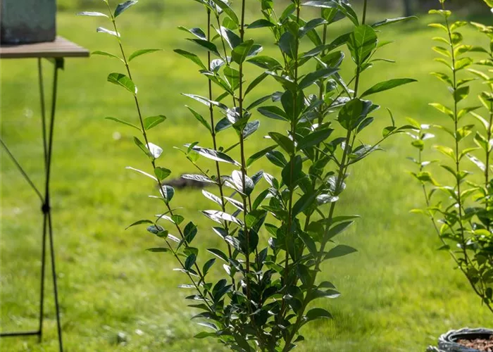 Ligustrum ovalifolium