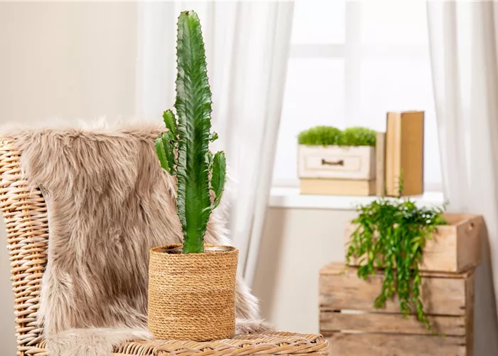 Kakteen und Sukkulenten schneiden – Ja oder nein? Kakteen und Sukkulenten schneiden – Ja oder nein?