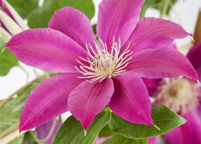 Clematis 'Comtesse de Bouchaud' Clematis 'Comtesse de Bouchaud'