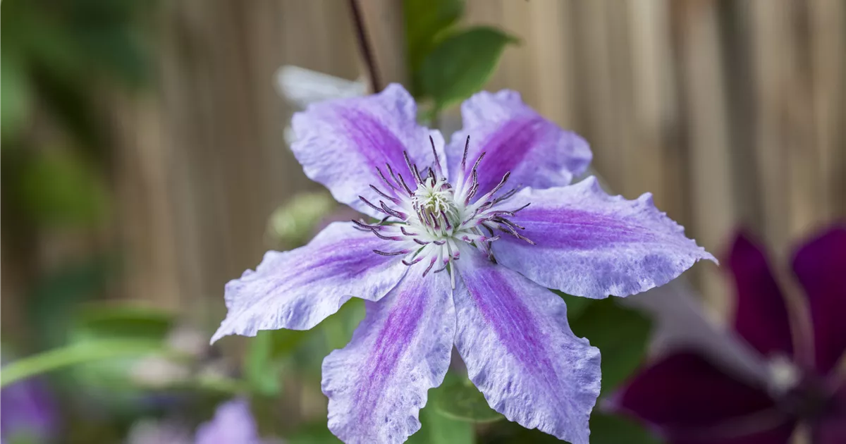 Clematis 'Girenas'