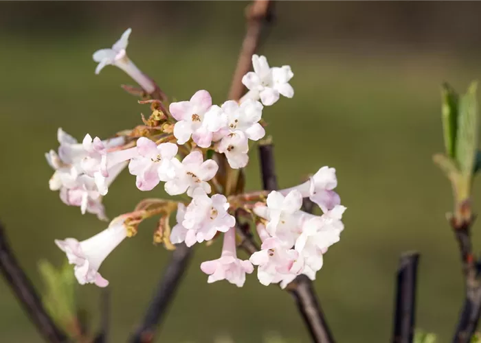 Viburnum bodnantense 'Charles Lamont' Viburnum bodnantense 'Charles Lamont'