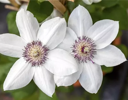 Clematis 'Miss Bateman'