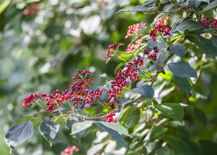 Viburnum lantana Viburnum lantana