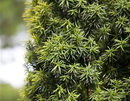 Taxus baccata Taxus baccata