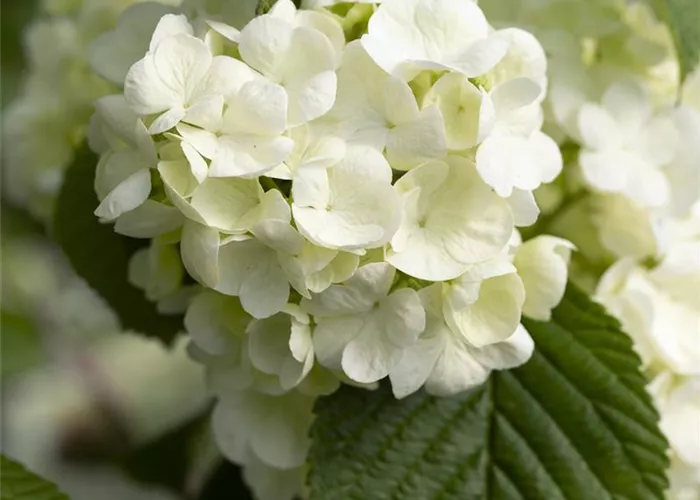 Viburnum plicatum 'Popcorn'