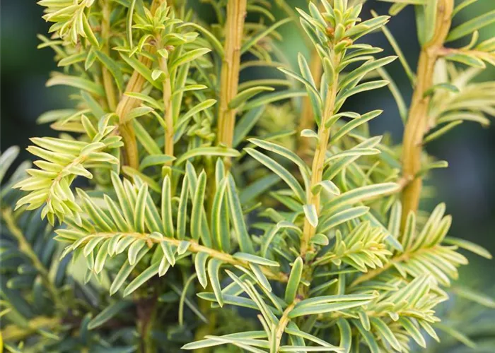 Taxus baccata 'Dovastonii Aurea'