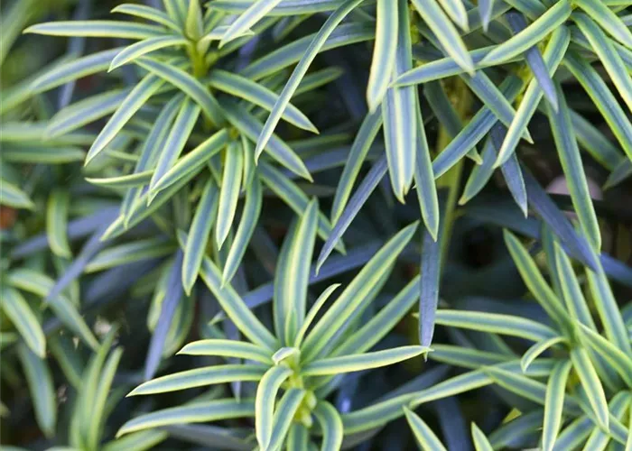 Taxus baccata 'Fastigiata Aureomarginata'