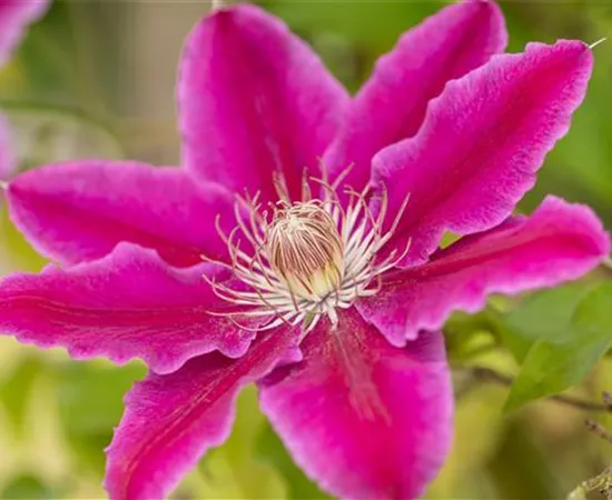 Kletterpflanzen pflegen und das Grün im Garten genießen
