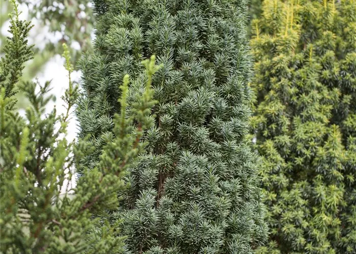 Taxus baccata 'Fastigiata Robusta'