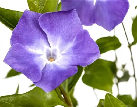 Vinca minor 'Bowles' Vinca minor 'Bowles'