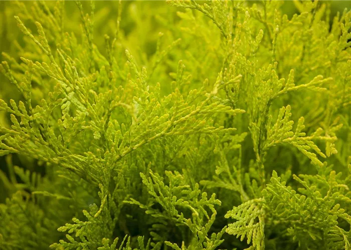 Thuja occidentalis 'Golden Globe'