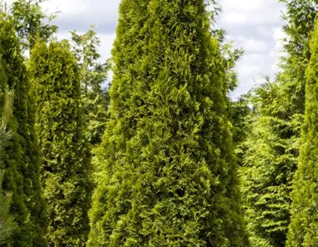 Thuja occidentalis 'Smaragd' Thuja occidentalis 'Smaragd'