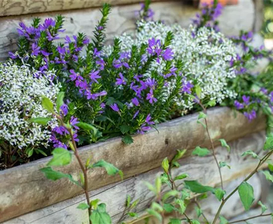 Krankheiten bei Beet- und Balkonpflanzen erkennen und vorbeugen