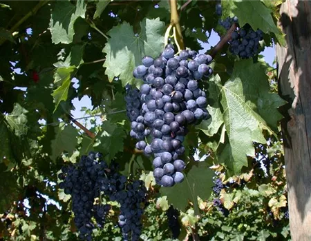 Vitis 'Regent' II Vitis 'Regent' II