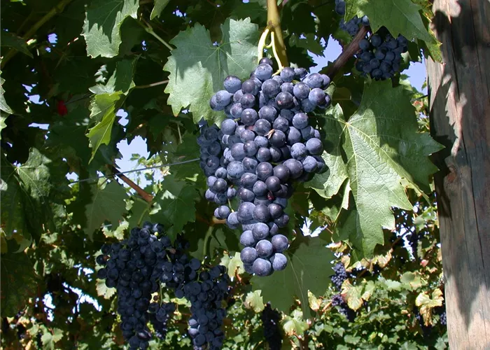 Vitis 'Regent' II Vitis 'Regent' II