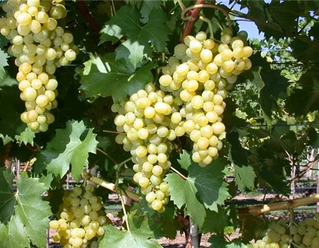 Vitis 'Phönix' II Vitis 'Phönix' II