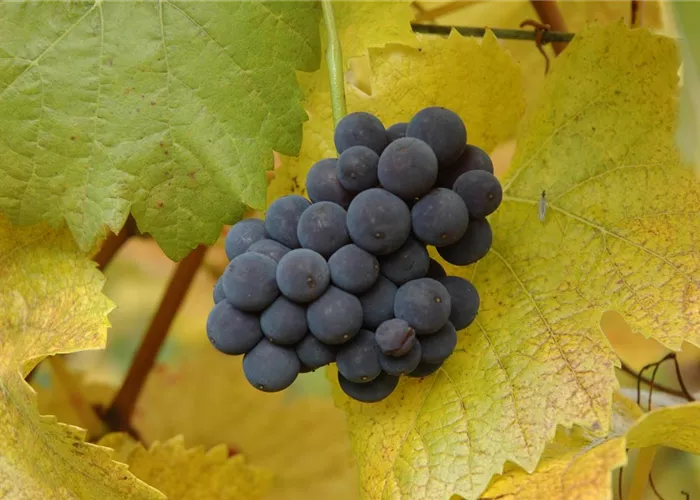 Vitis 'Muscat bleu' II Vitis 'Muscat bleu' II