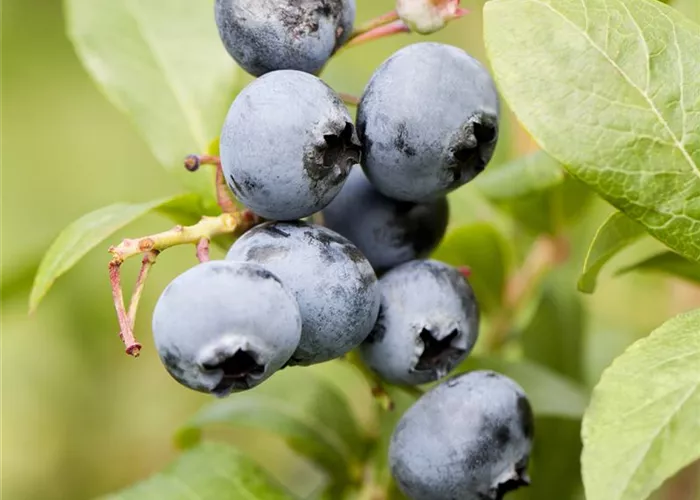 Vaccinium corymb. 'Goldtraube'