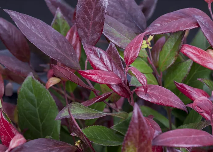 Leucothoe 'Scarletta' -R-