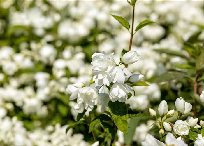 Philadelphus cor. 'Little White Love' -R- Philadelphus cor. 'Little White Love' -R-