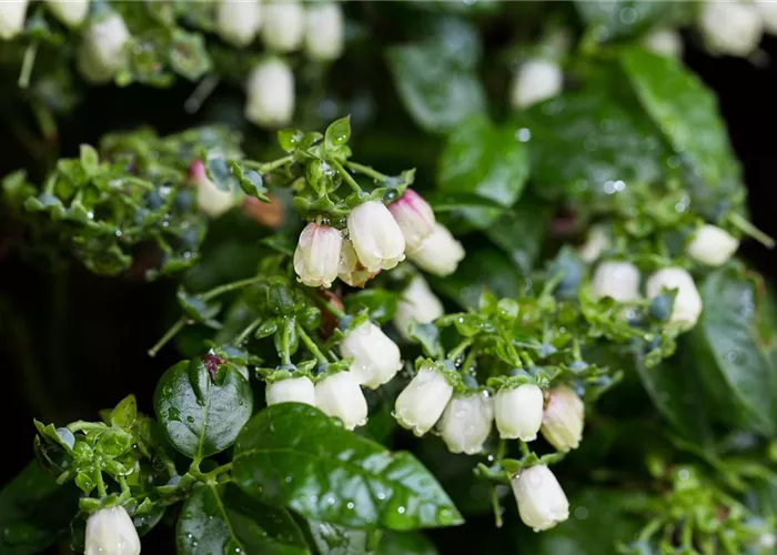 Vaccinium corymb. 'Brazelberry' -R- 'Jelly Bean