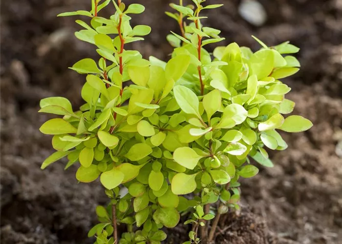 Berberis thunbergii 'Maria'